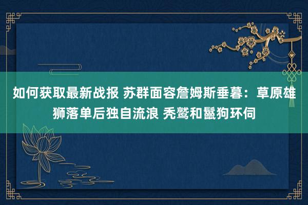 如何获取最新战报 苏群面容詹姆斯垂暮：草原雄狮落单后独自流浪 秃鹫和鬣狗环伺